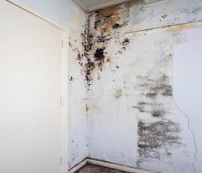 mold forming on a wall