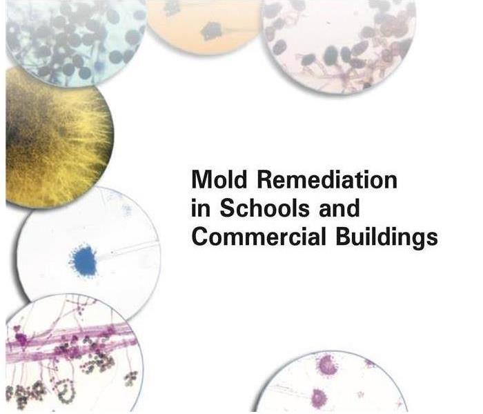 mold in schools